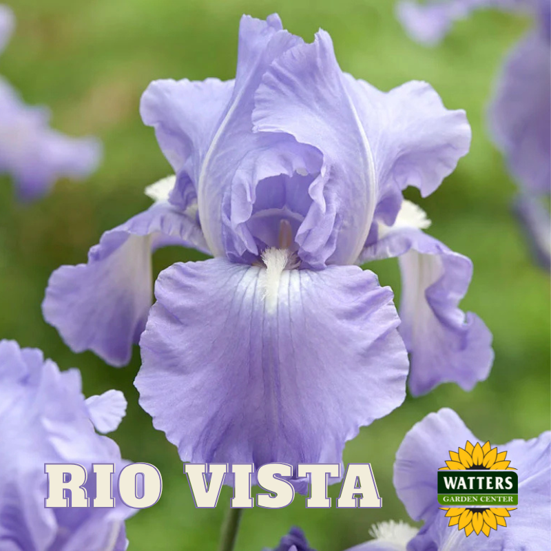 Rio Vista Bearded Iris - Reblooming