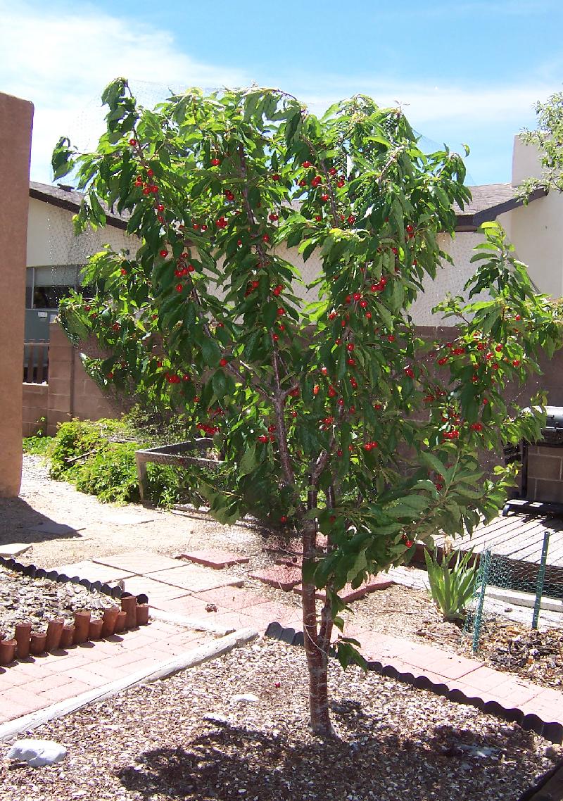 BING CHERRY TREE 7gal