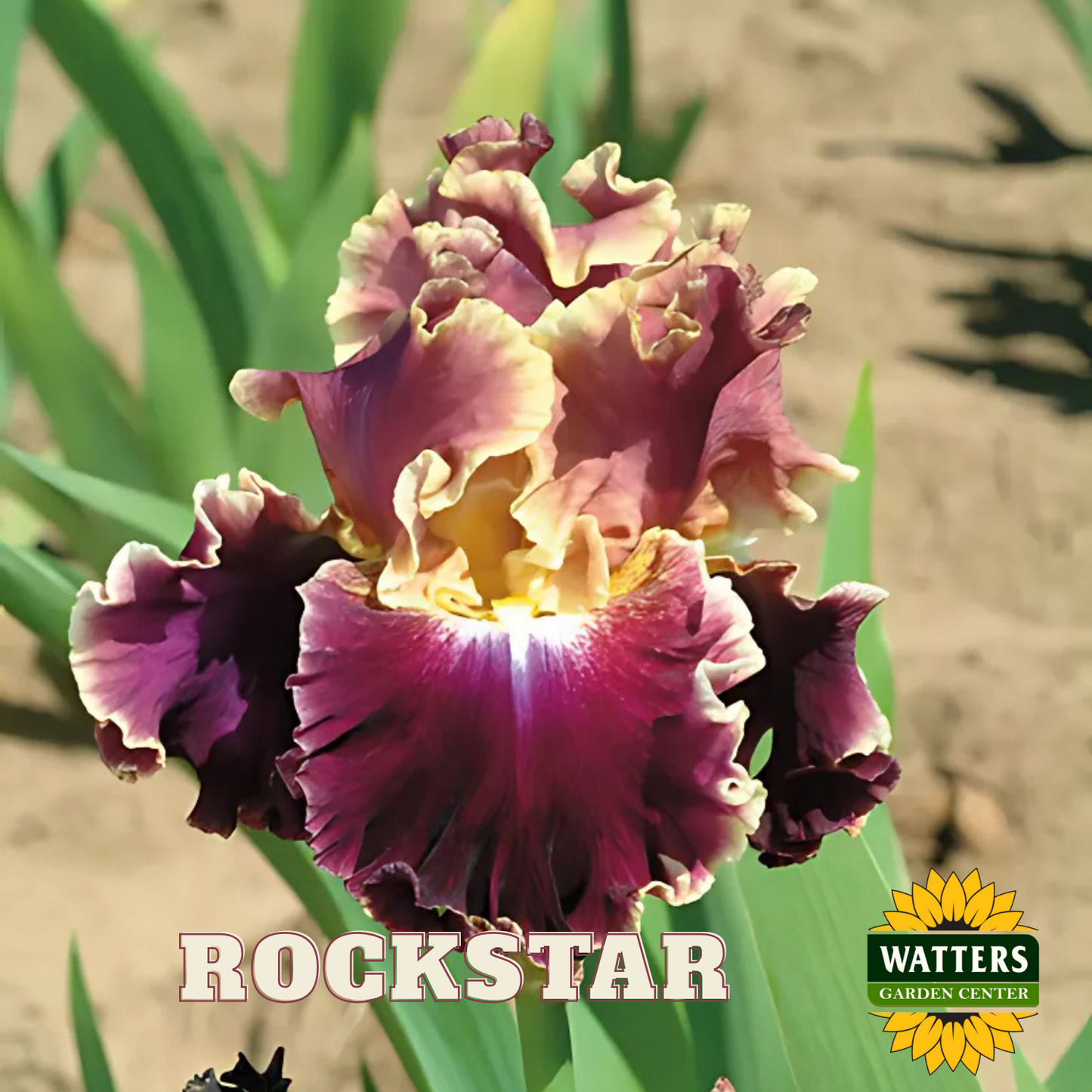 Rockstar Bearded Iris - Reblooming