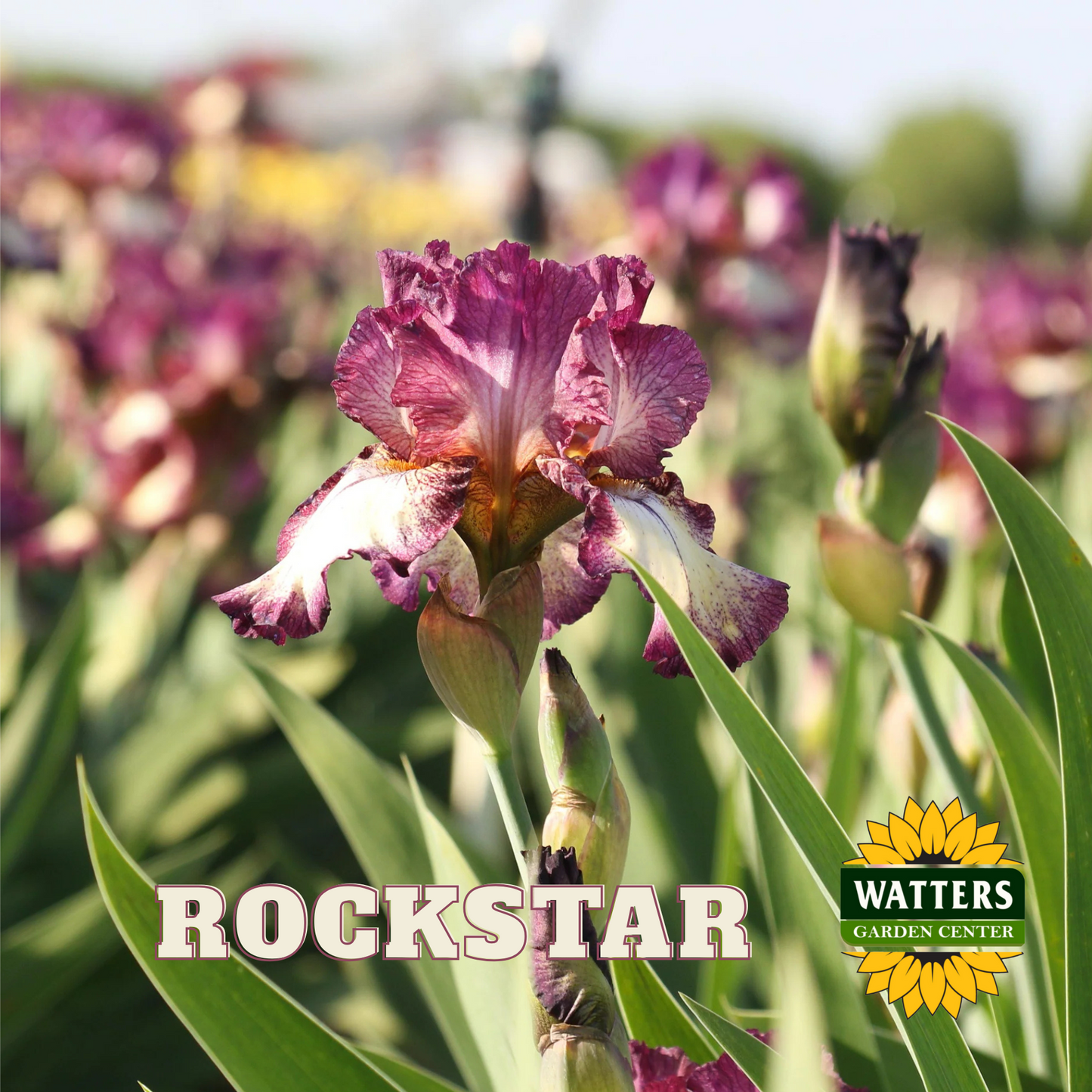 Rockstar Bearded Iris - Reblooming