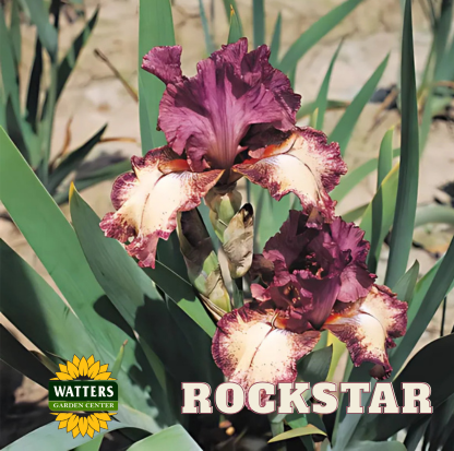 Rockstar Bearded Iris - Reblooming