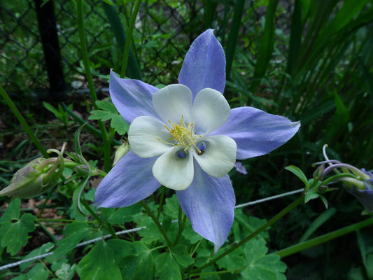 ROCKY MOUNTAIN COLUMBINE 1gal