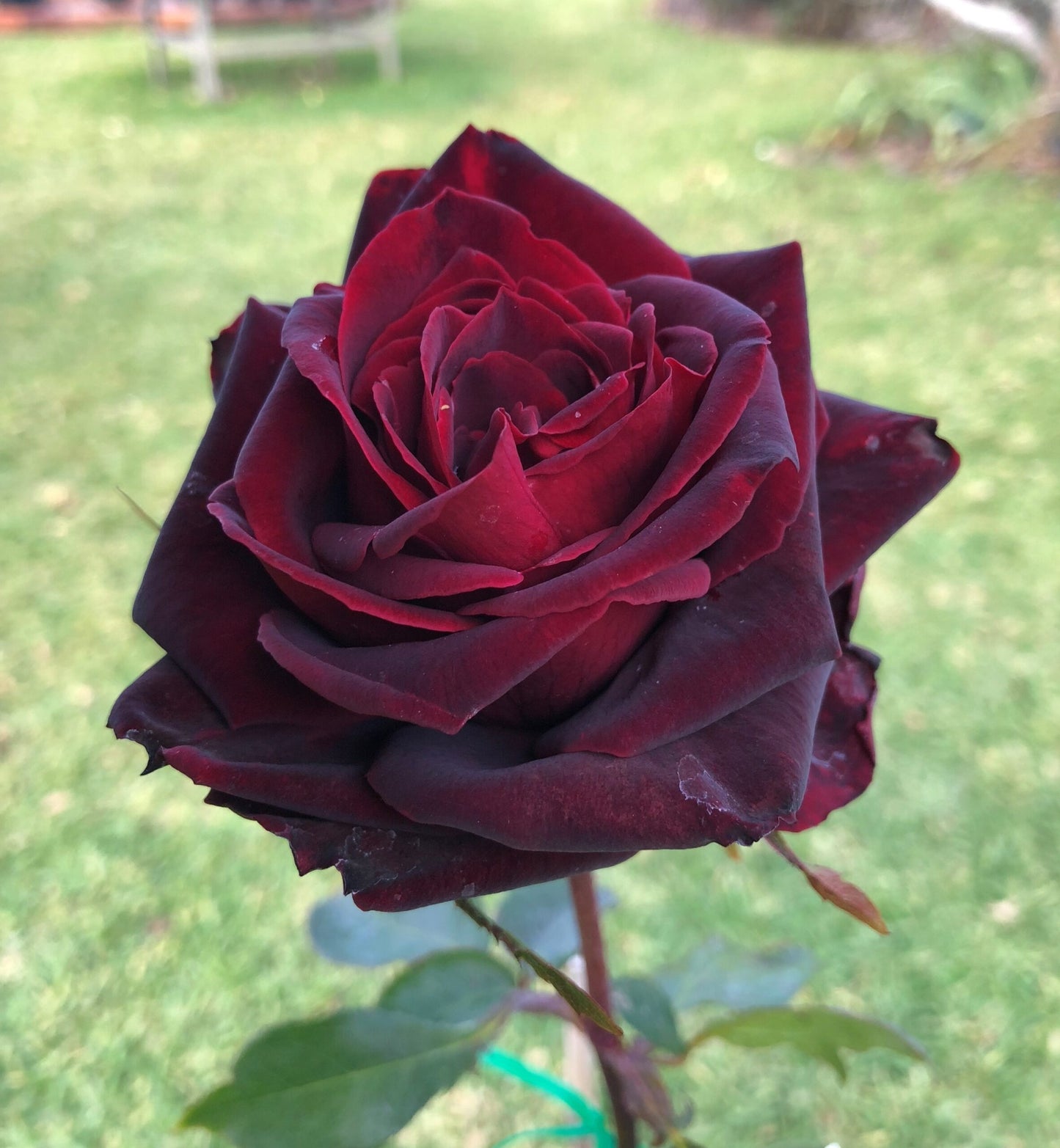 CRIMSON KNIGHT ROSE 2gal