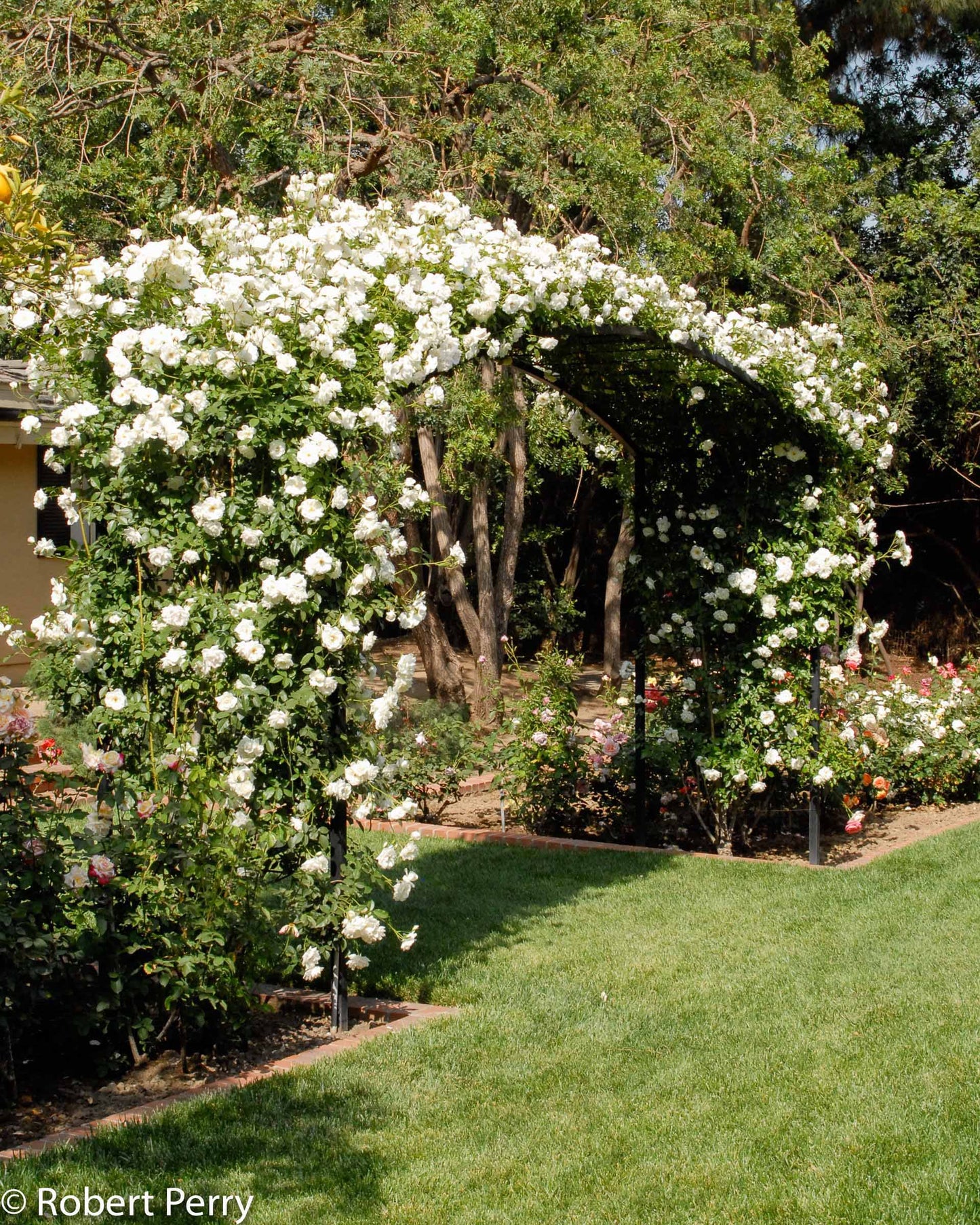 ICEBERG CLIMBING ROSE 5gal
