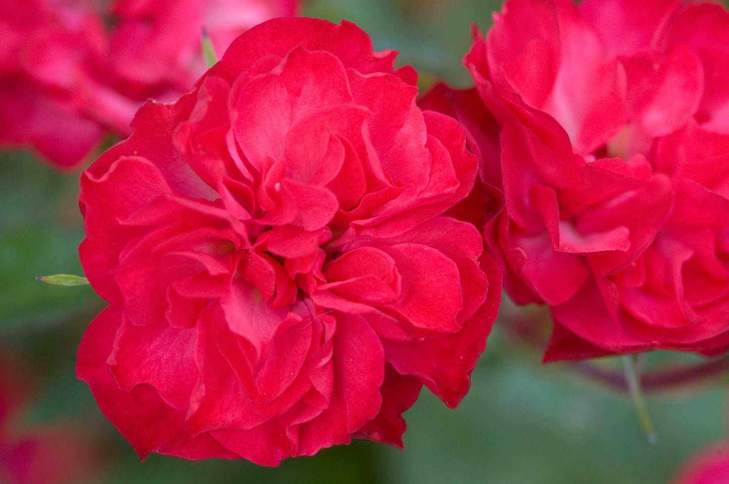 EASY ELEGANCE MYSTIC FAIRY ROSE 2gal