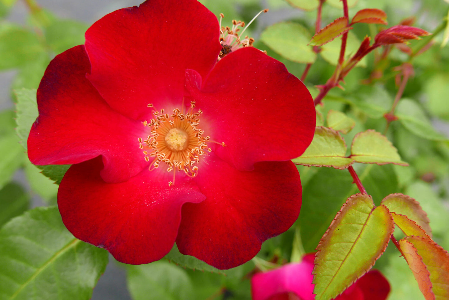 EASY ELEGANCE SCREAMING NEON ROSE 2gal