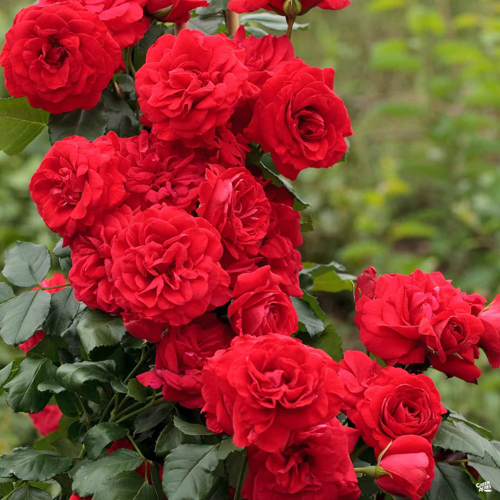 CRIMSON SKY CLIMBING ROSE 2gal
