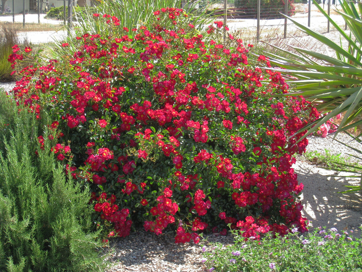 RED CARPET ROSE 2gal