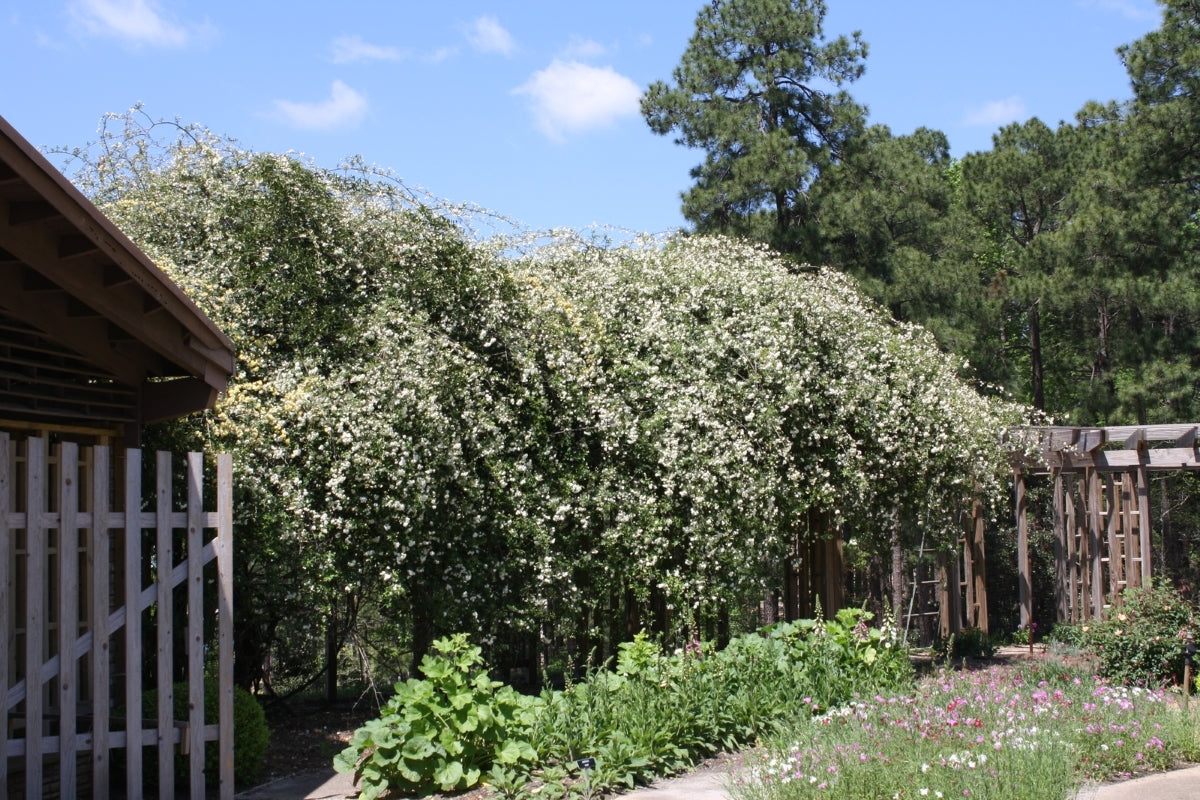 WHITE LADY BANKS CLIMBING ROSE 2gal