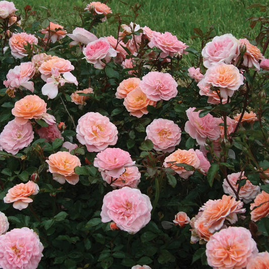 Apricot Drift® Rose (Rosa 'Drift Meimirrote') - 1 gallon