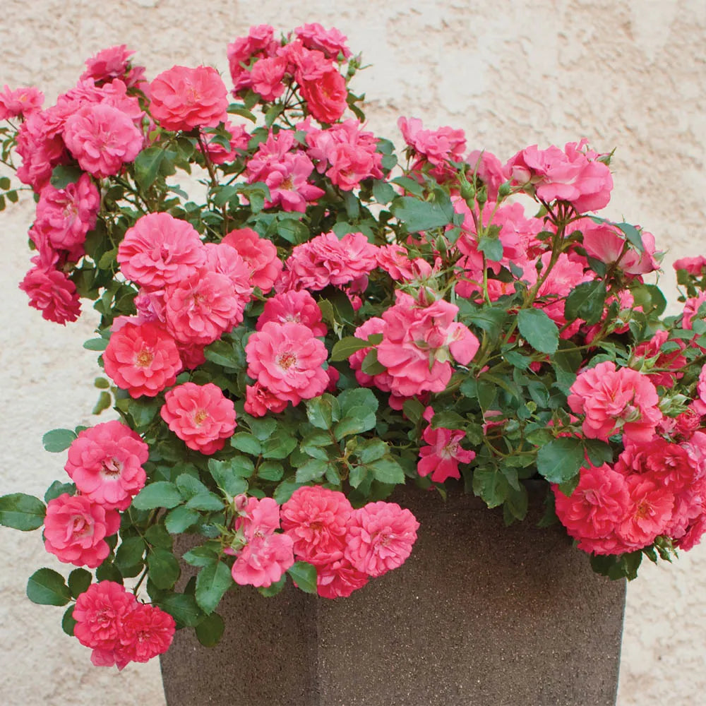 Coral Drift® Rose (ROSE DRIFT CORAL) - 2 gallon