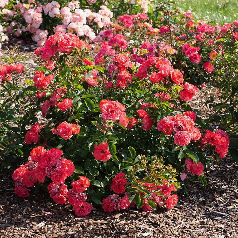 Coral Drift® Rose (ROSE DRIFT CORAL) - 2 gallon
