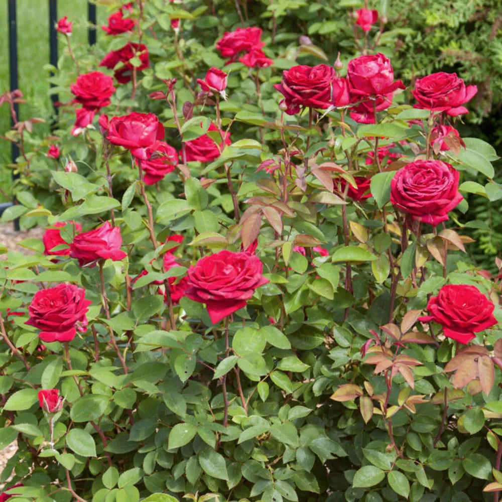 EASY ELEGANCE KASHMIR DARK RED ROSE 2gal