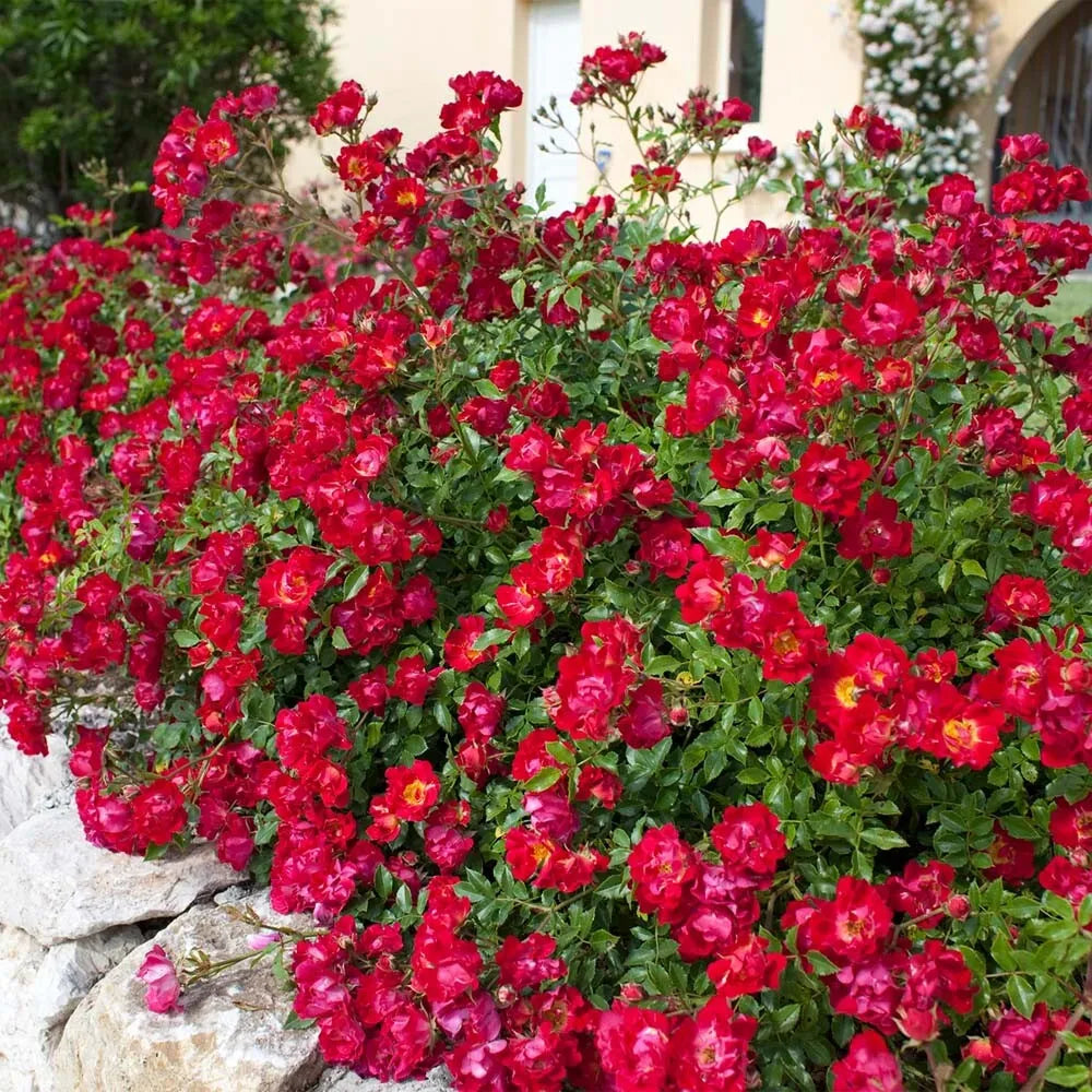 Red Drift® Rose (ROSE DRIFT RED) - 2 gallon