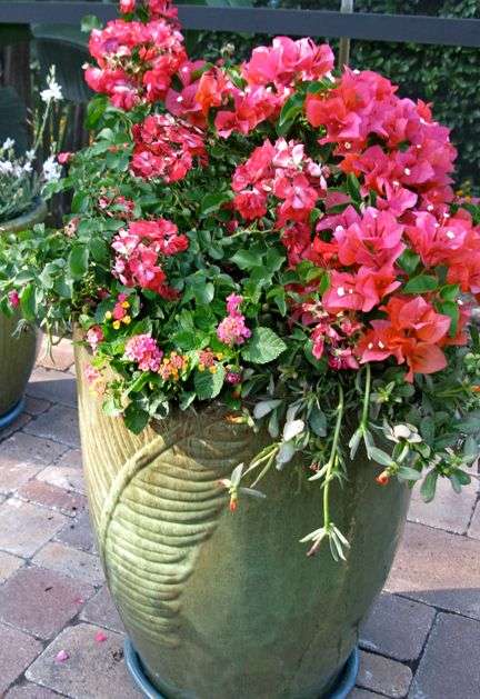 Pink Drift® Rose (ROSE DRIFT PINK) - 2 gallon