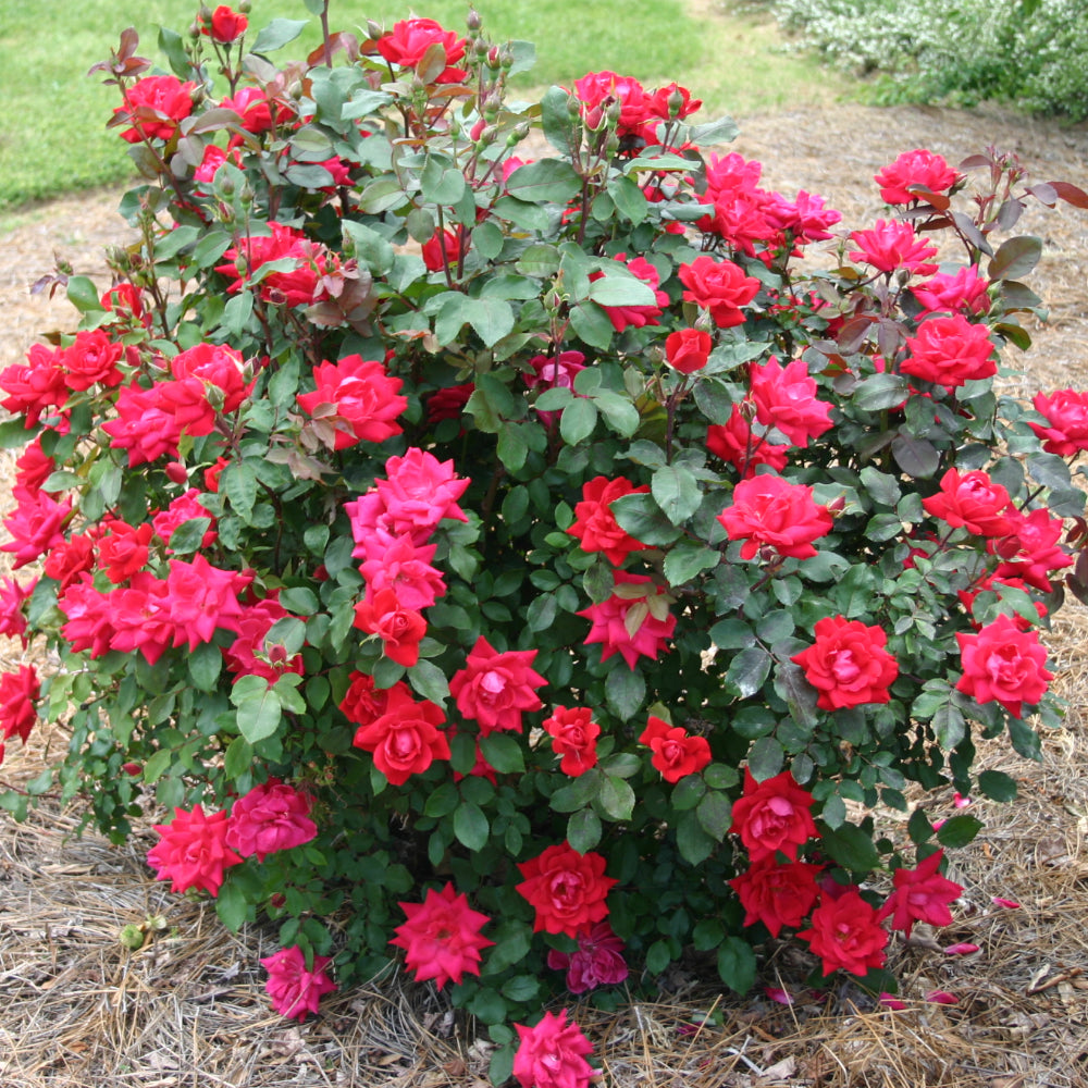 Red Knock Out® Rose (ROSE K.O. KNOCKOUT) - 3 gallon