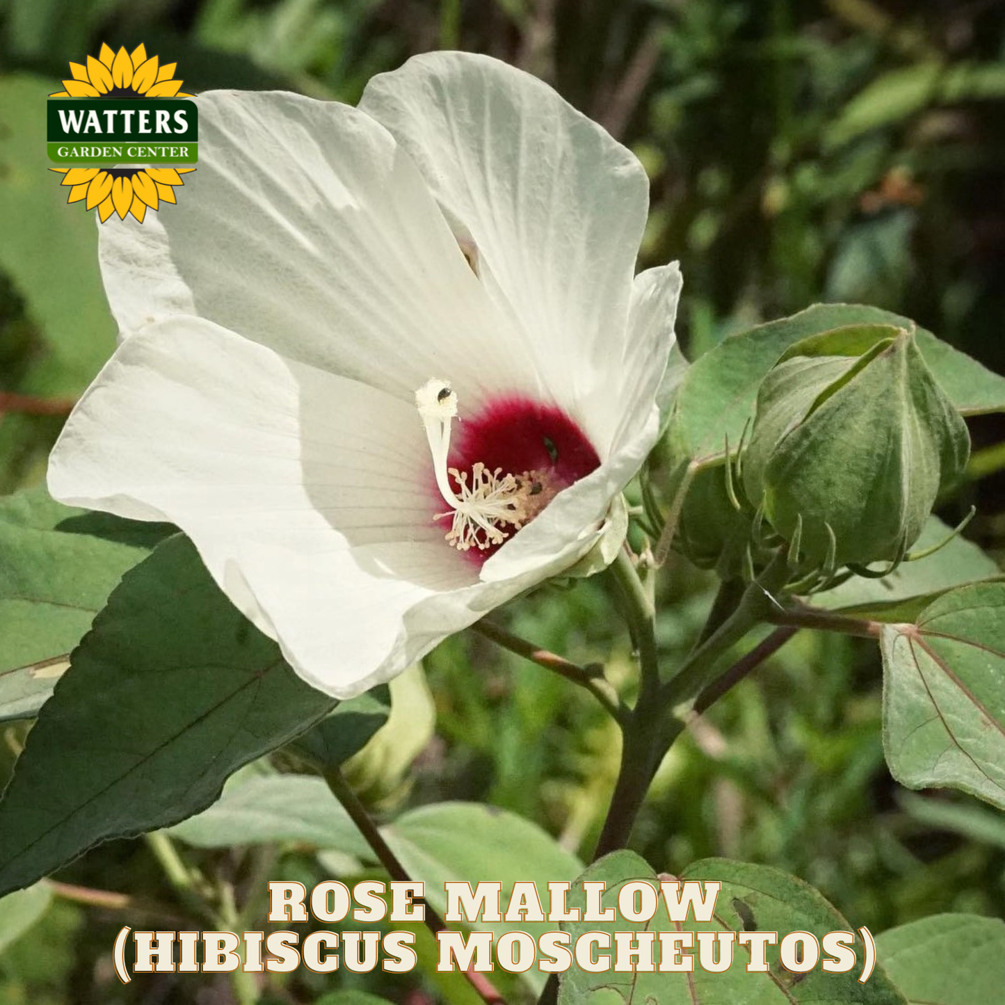 Rose mallow flower with green leaves and Watters Garden Center logo.