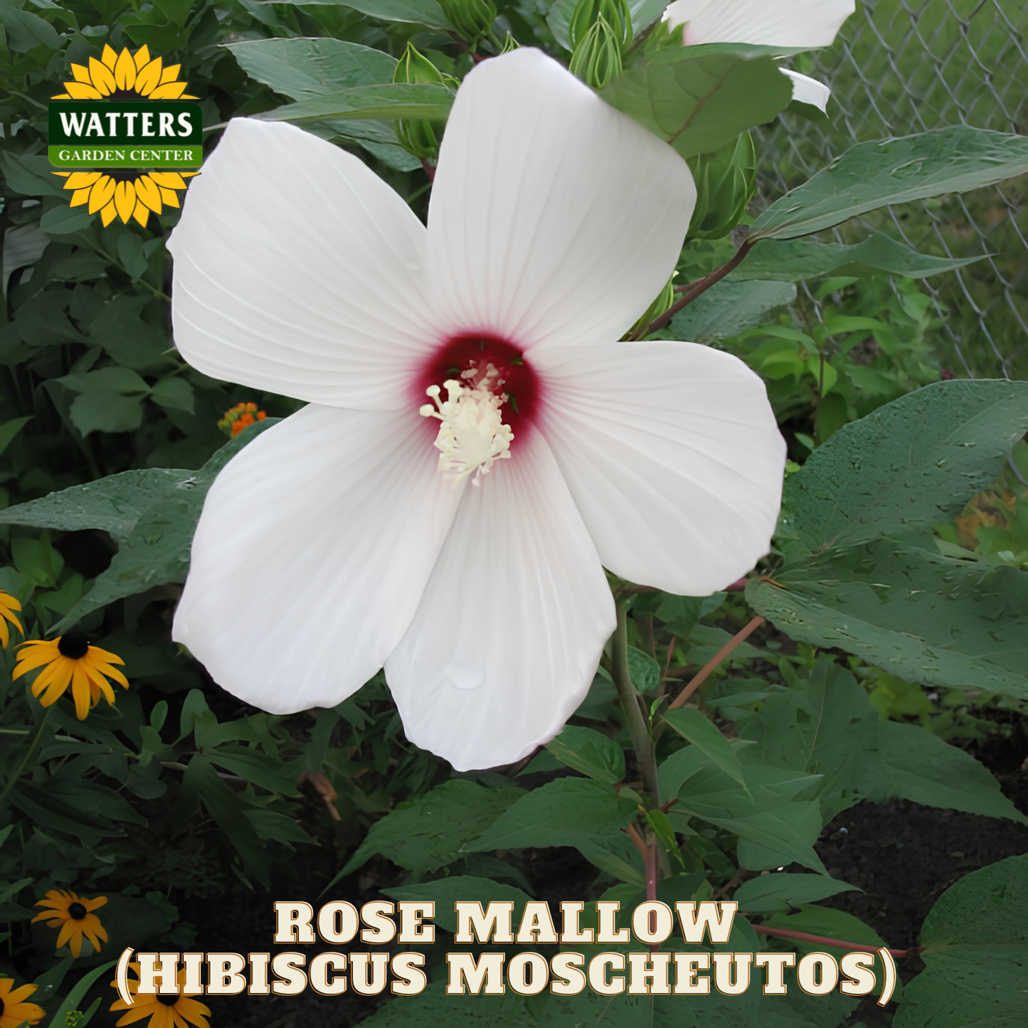 White rose mallow flower with green leaves and Watters Garden Center logo.