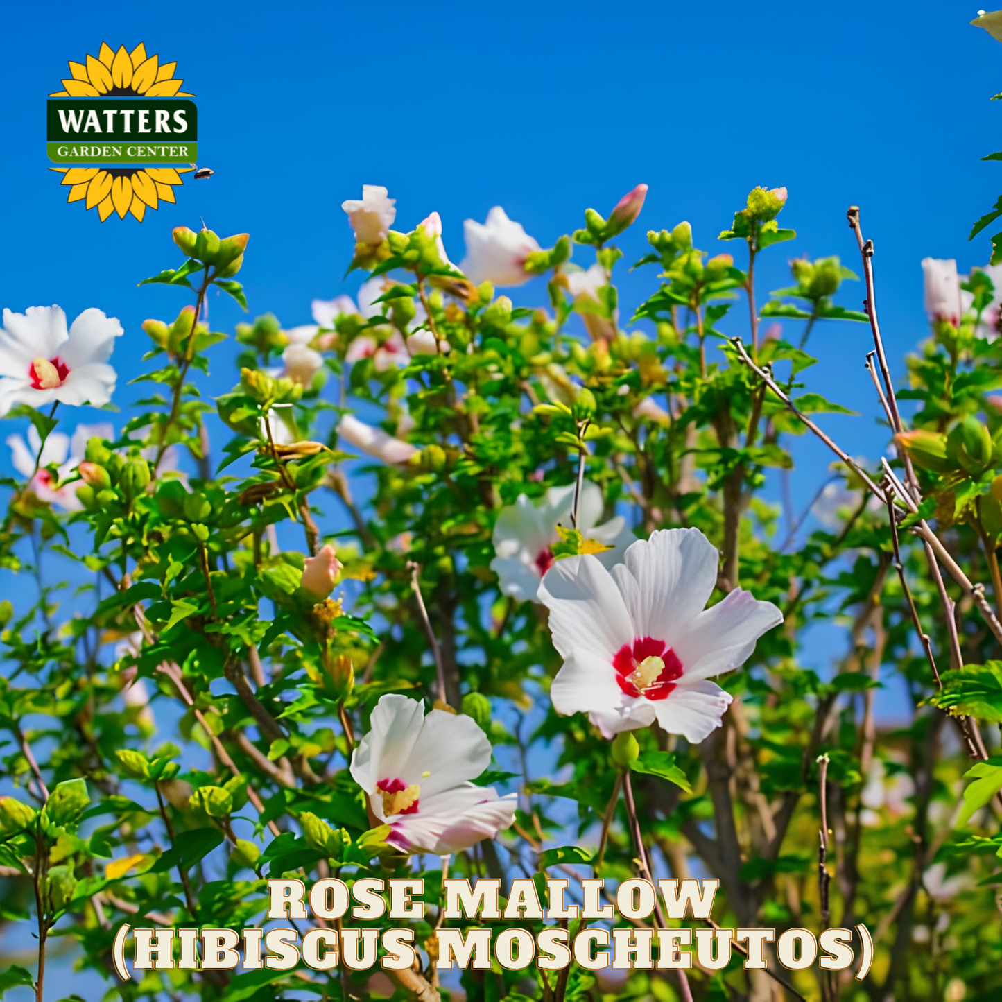 Rose Mallow flowers with a clear blue sky and Watters Garden Center logo.