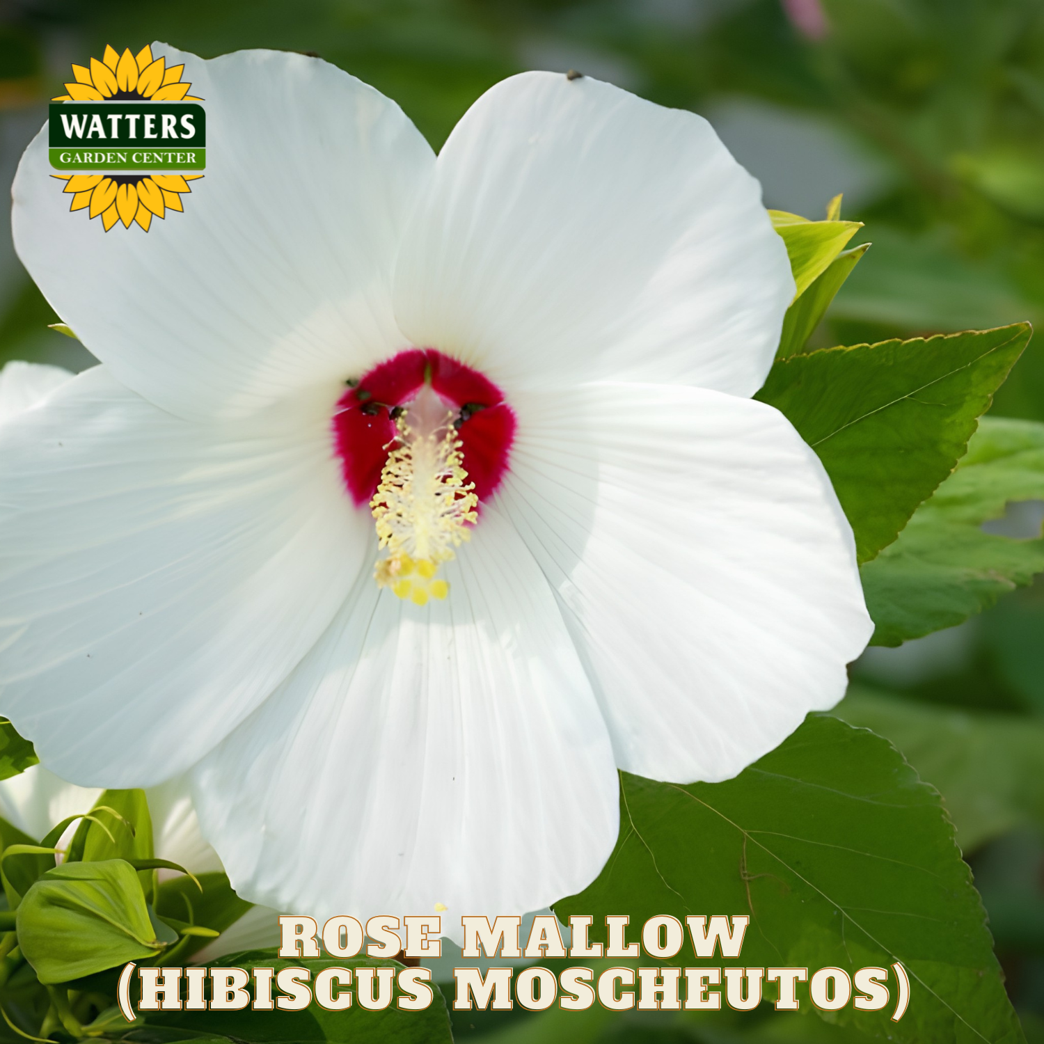 White flower with red center on green leaves, Watters Garden Center logo visible
