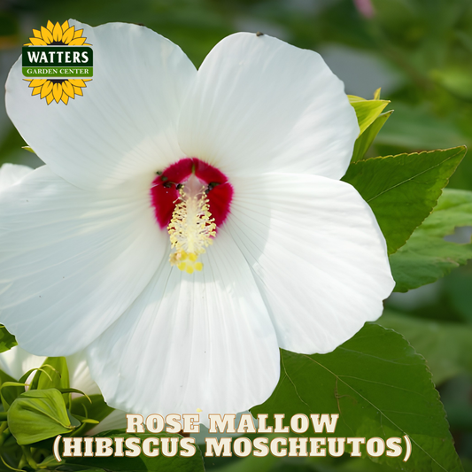White flower with red center on green leaves, Watters Garden Center logo visible