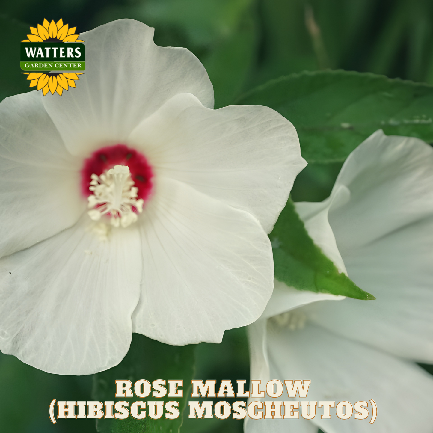 White rose mallow flower with red center and green leaves, Watters Garden Center logo visible.