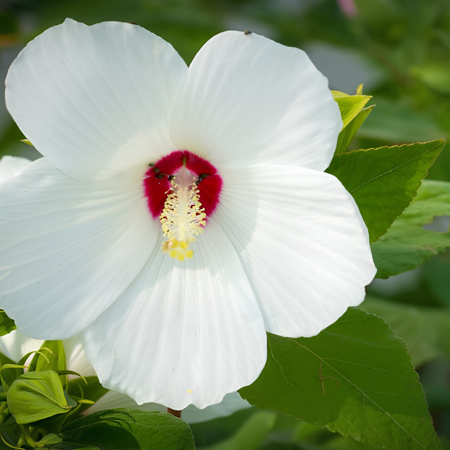 White flower with a red center and yellow stamens on a green leafy background