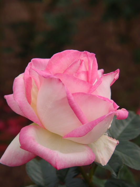 PRINCESSE DE MONACO ROSE 5gal