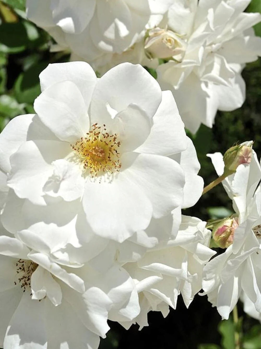 ICEBERG CLIMBING ROSE 5gal