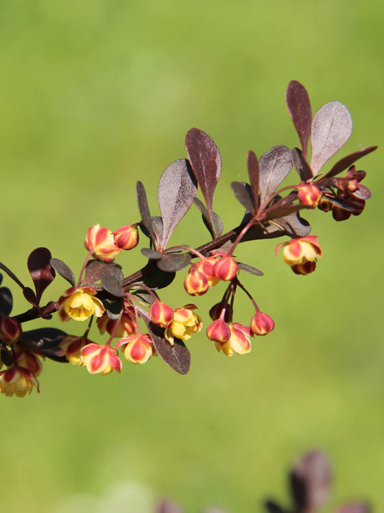 ROSE GLOW BARBERRY 3gal