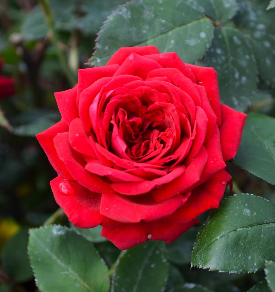 EASY ELEGANCE KASHMIR DARK RED ROSE 2gal