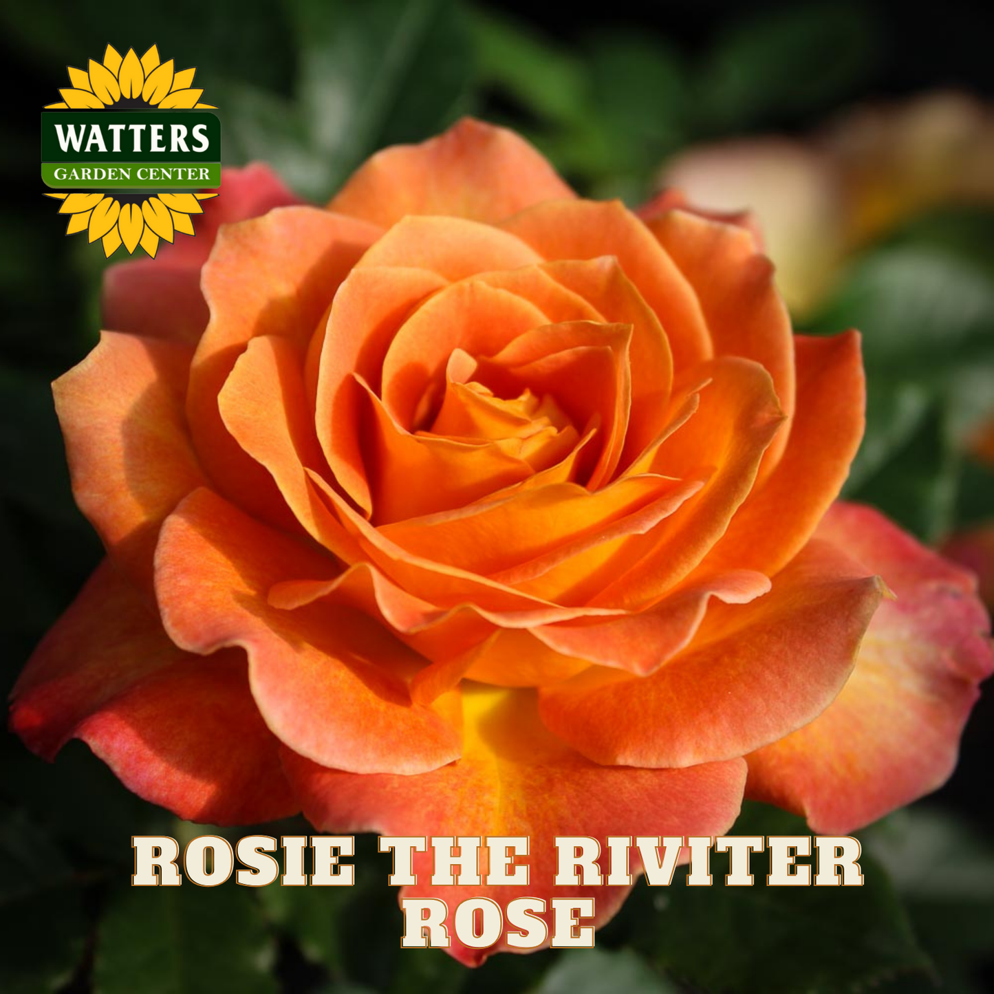 Orange rose with 'Rosie the Riveter' text and Watters Garden Center logo.