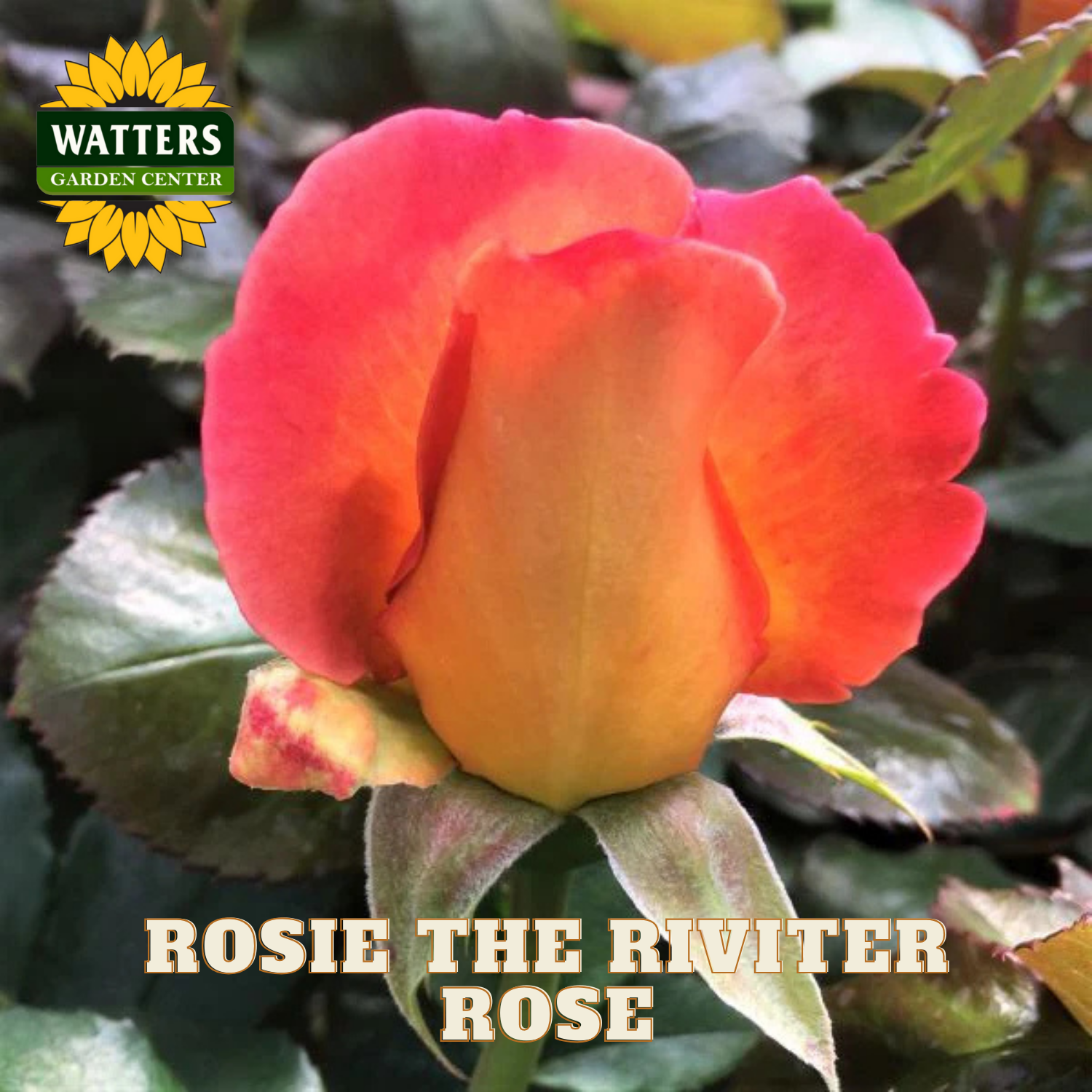 Rose with 'Rosie the Riveter' branding and Watters Garden Center logo.