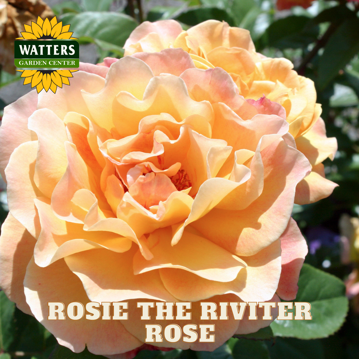 Close-up of a 'Rosie the Riveter' rose with Watters Garden Center branding.