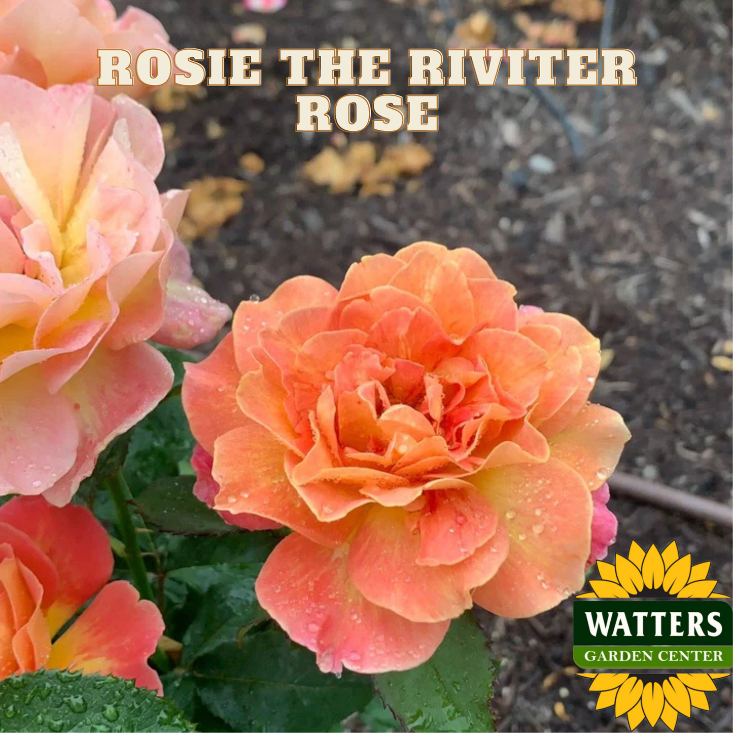 Peach-colored rose with 'Rosie the Riveter' text and Watters Garden Center logo.