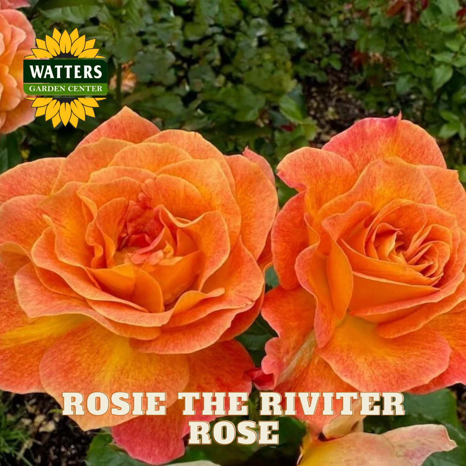 Two orange roses with 'Rosie the Riveter' branding and Watters Garden Center logo.