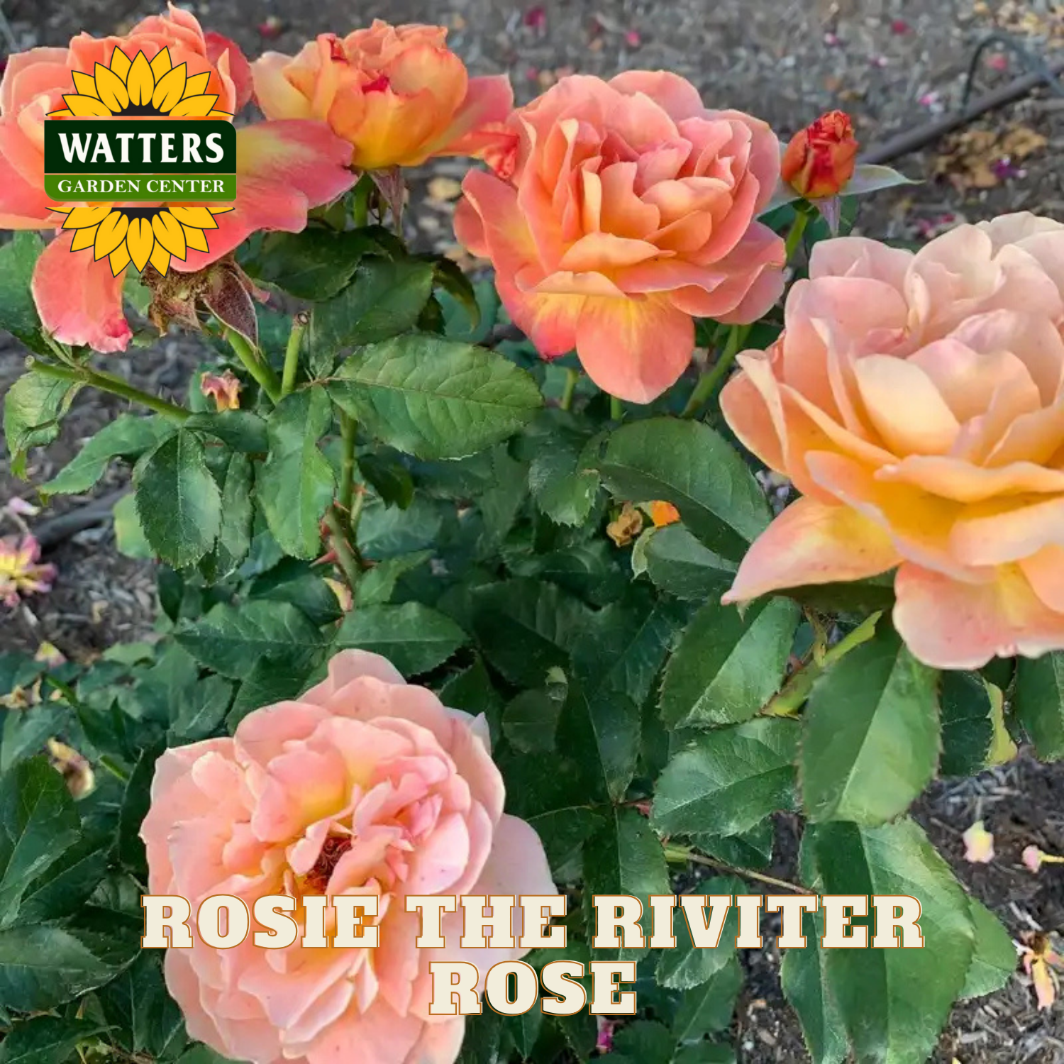 Pink roses with 'Rosie the Riveter' branding and Watters Garden Center logo.