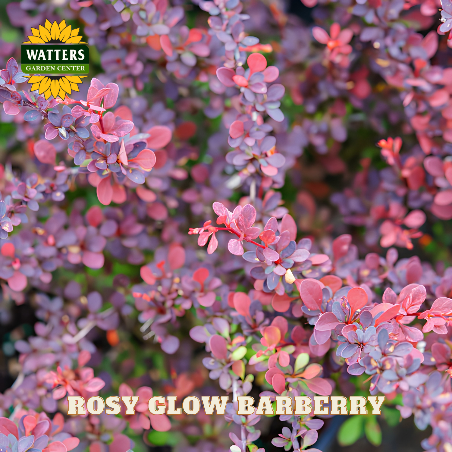 Rosy Glow Barberry with Watters Garden Center logo
