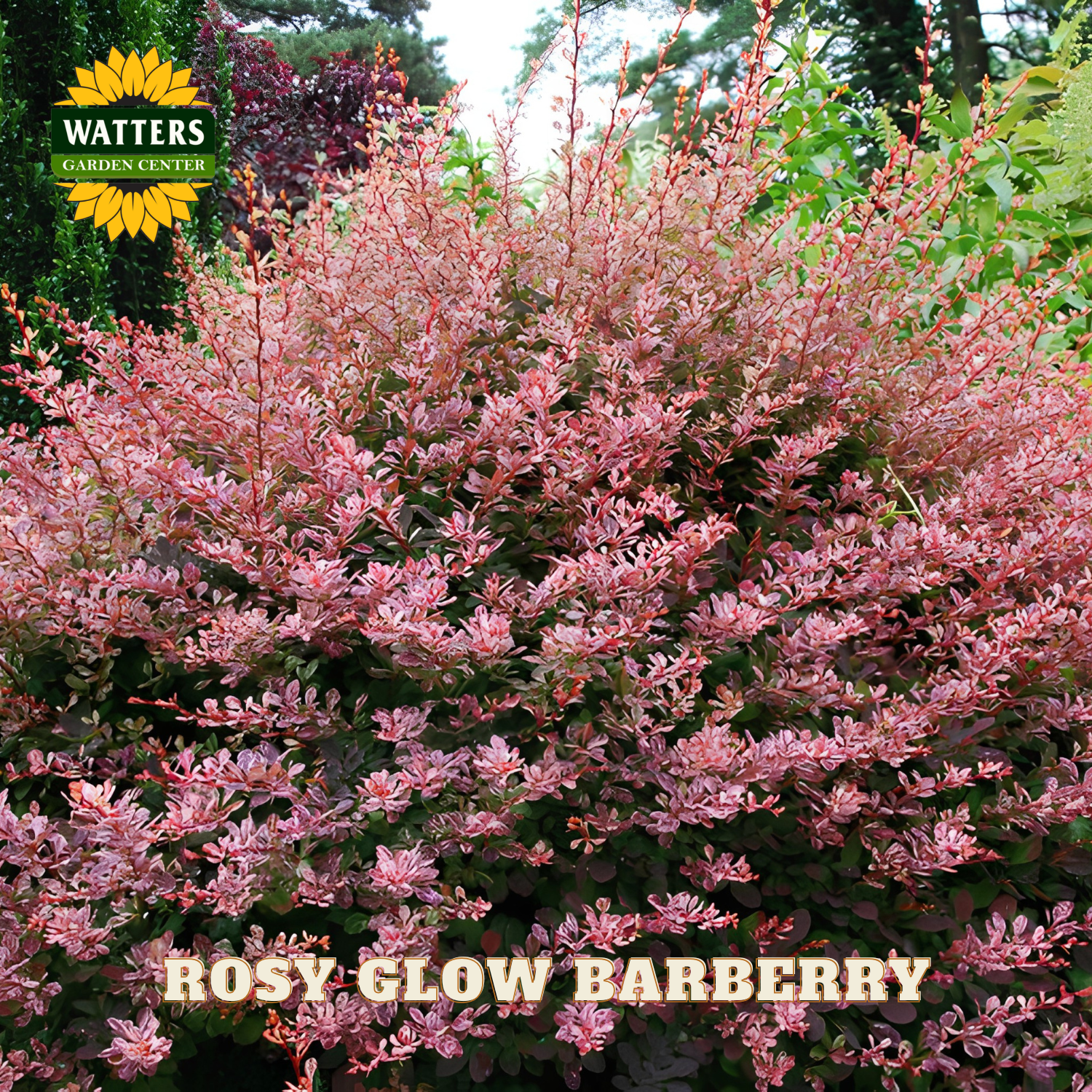Rosy Glow Barberry plant with Watters Garden Center logo in the corner.