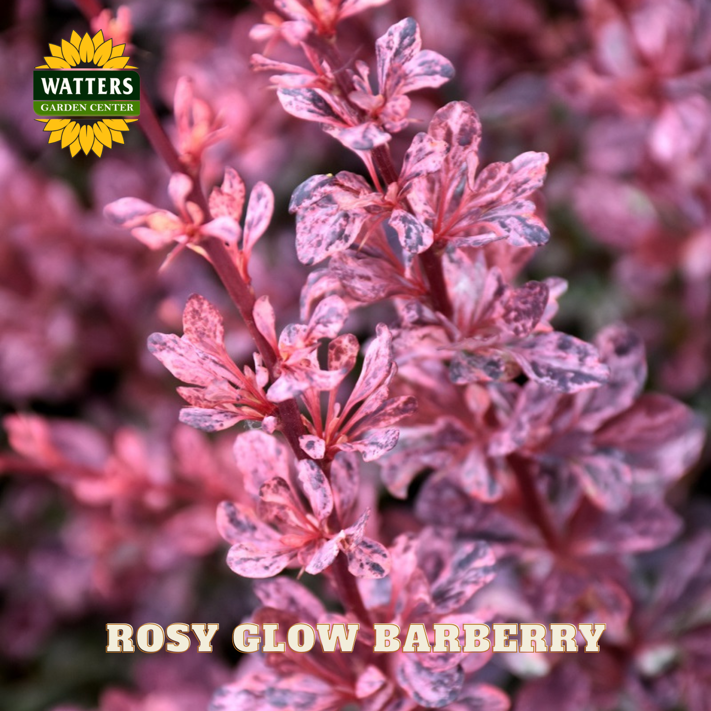 Rosy Glow Barberry plant with Watters Garden Center logo
