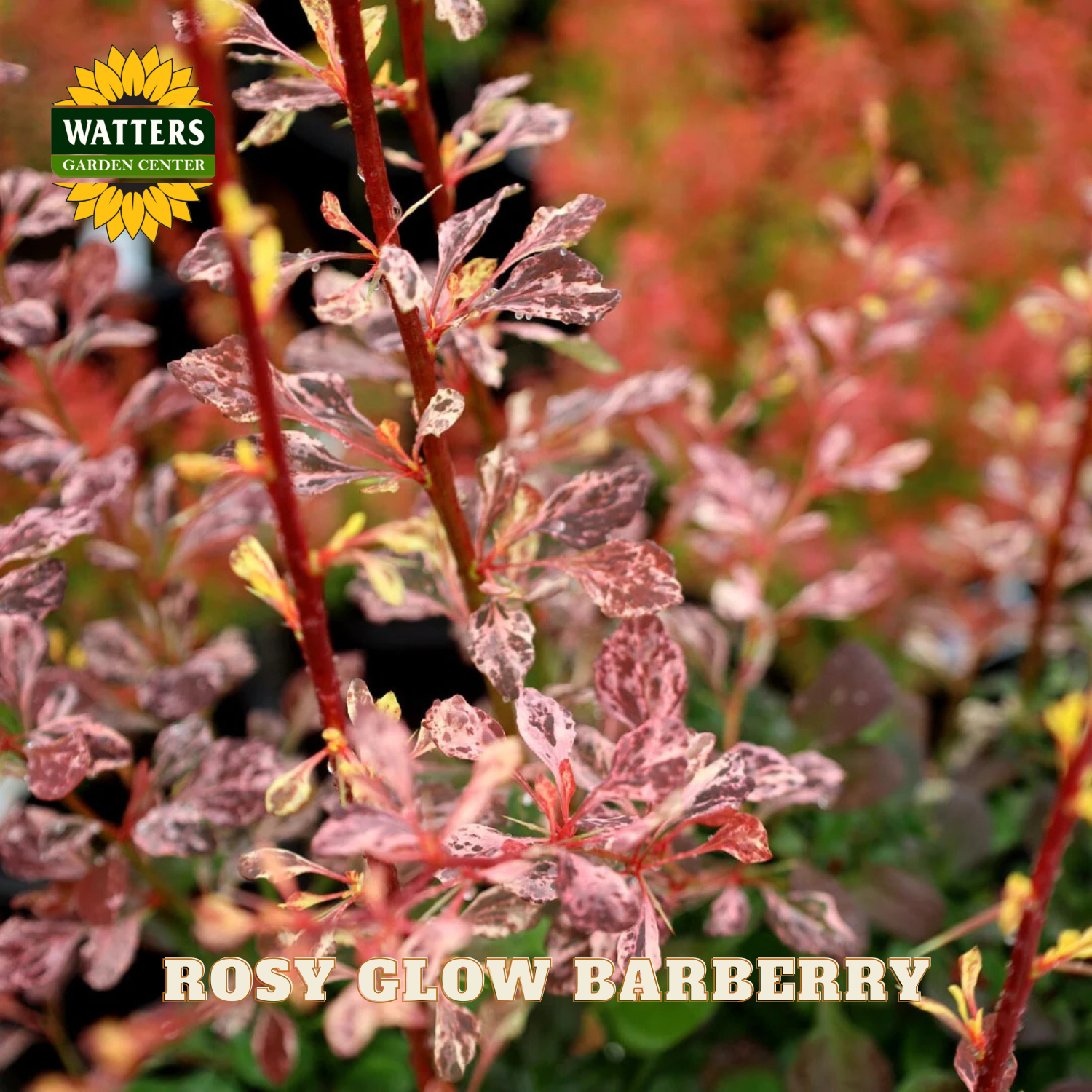 Rosy Glow Barberry plant with Watters Garden Center branding.