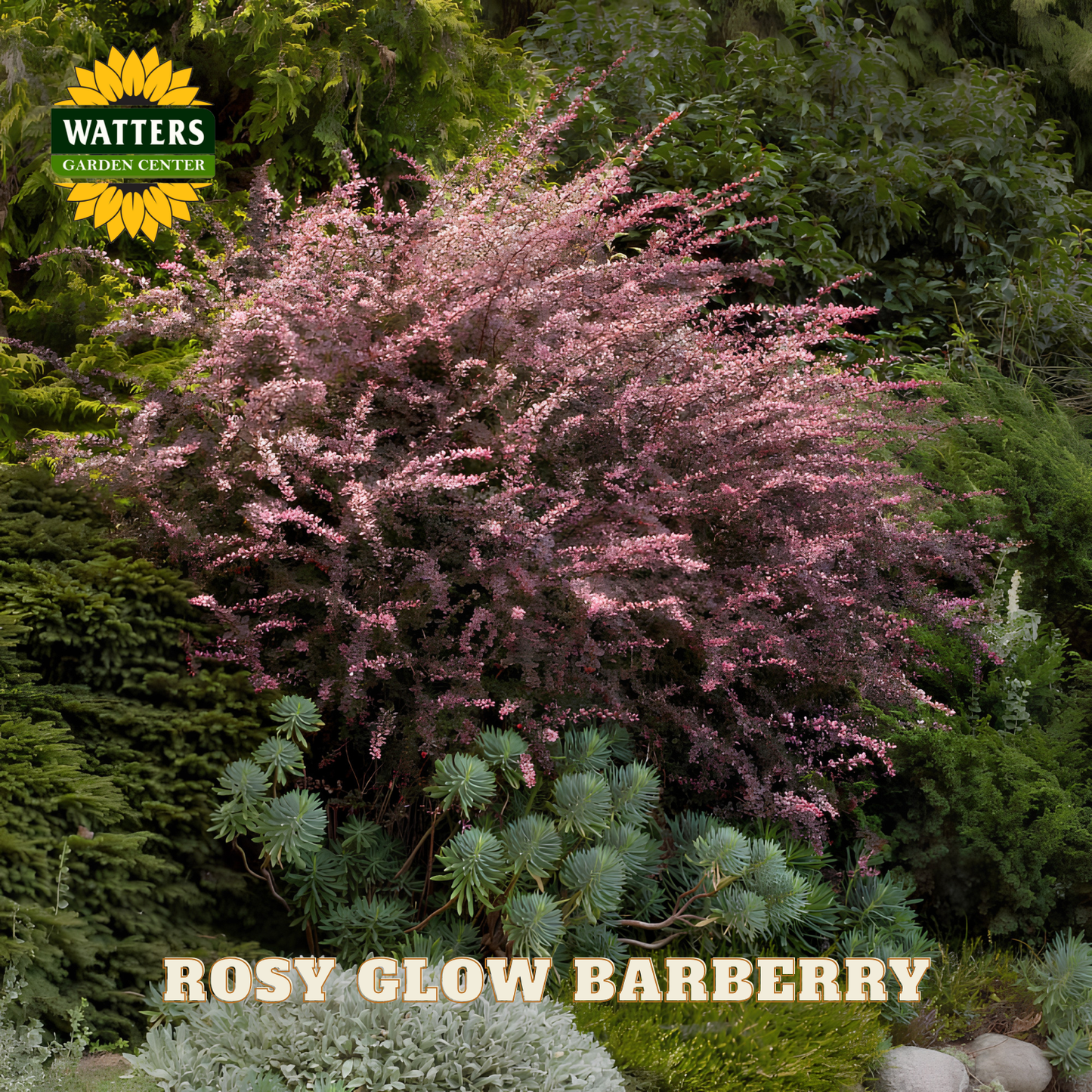Rosy Glow Barberry plant with Watters Garden Center logo in the corner