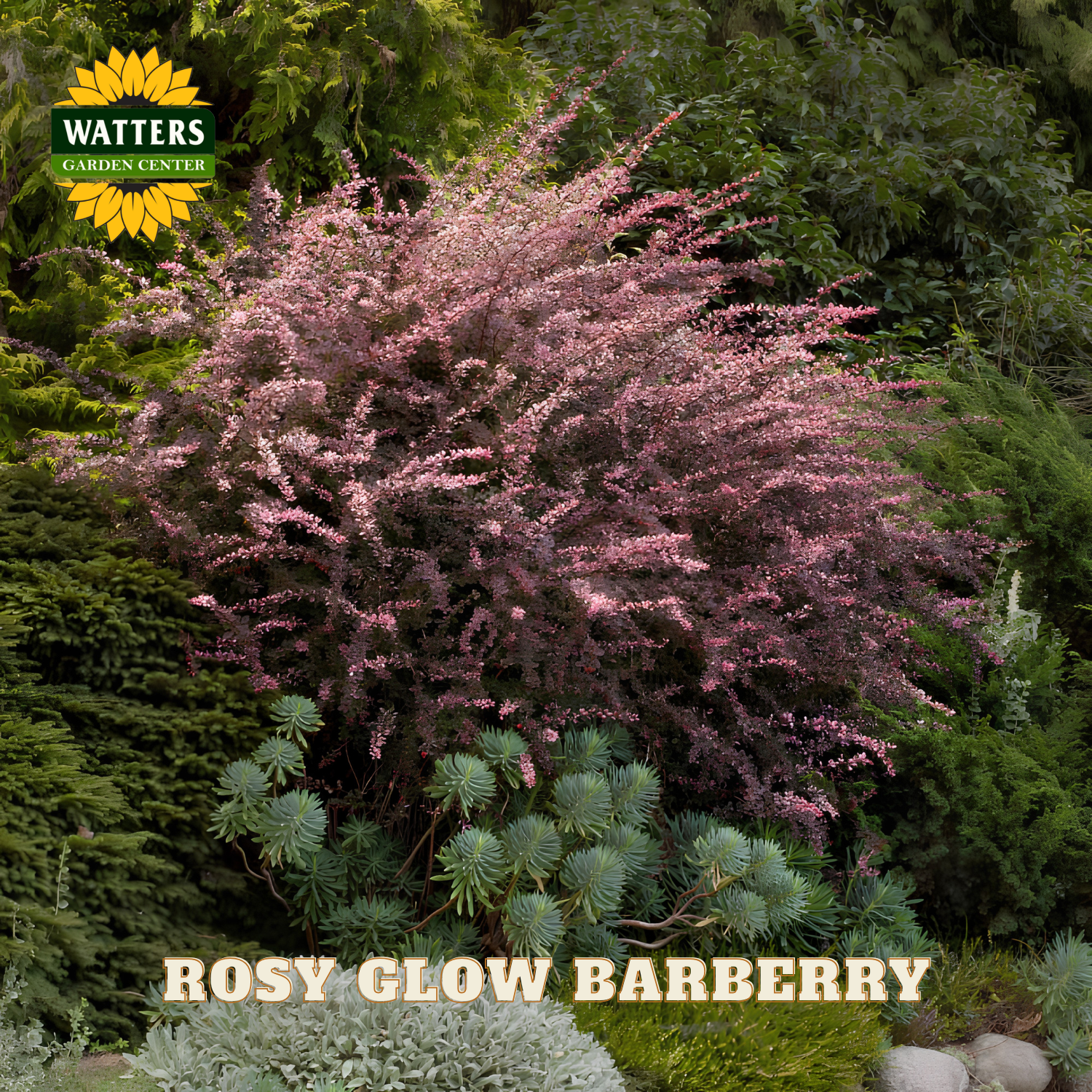 Rosy Glow Barberry plant with Watters Garden Center logo in the corner
