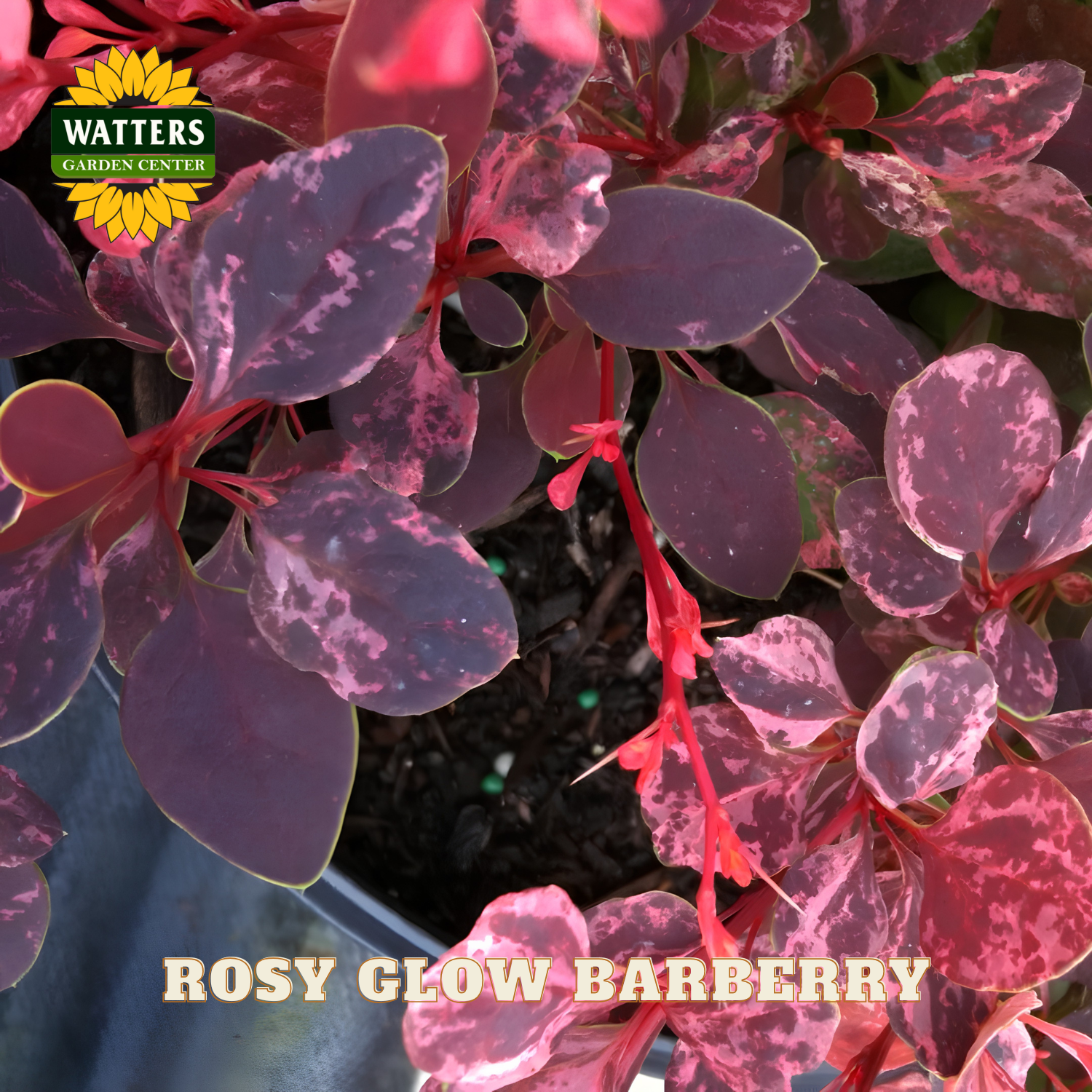 Rosy Glow Barberry plant with Watters Garden Center branding.