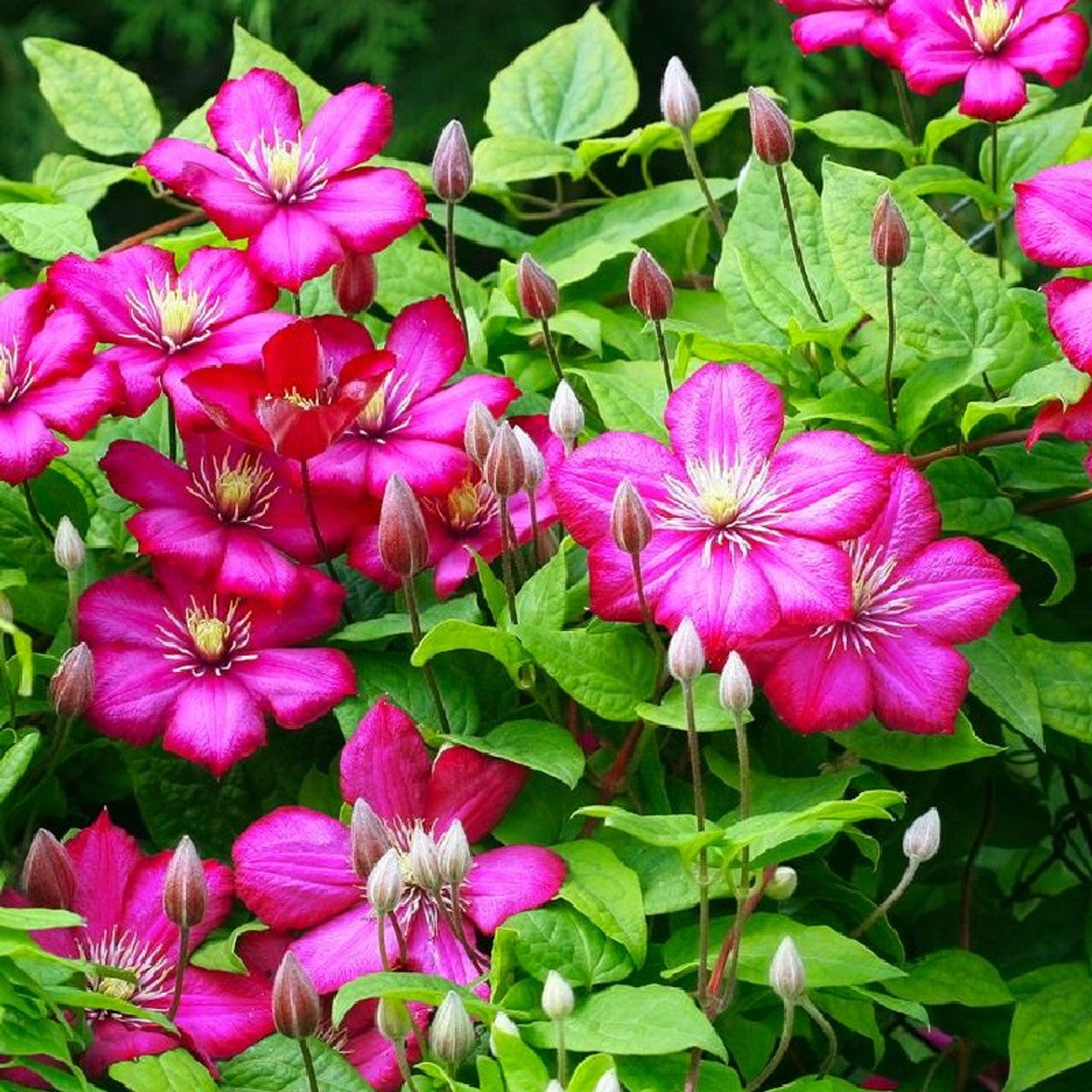 ROUGE CARDINAL CLEMATIS 1gal