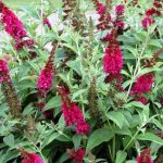 ROYAL RED BUTTERFLY BUSH 3/5gal