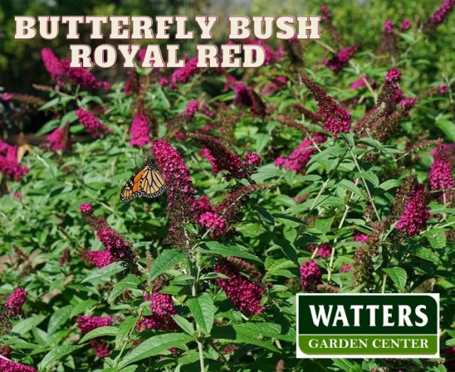 ROYAL RED BUTTERFLY BUSH 3/5gal