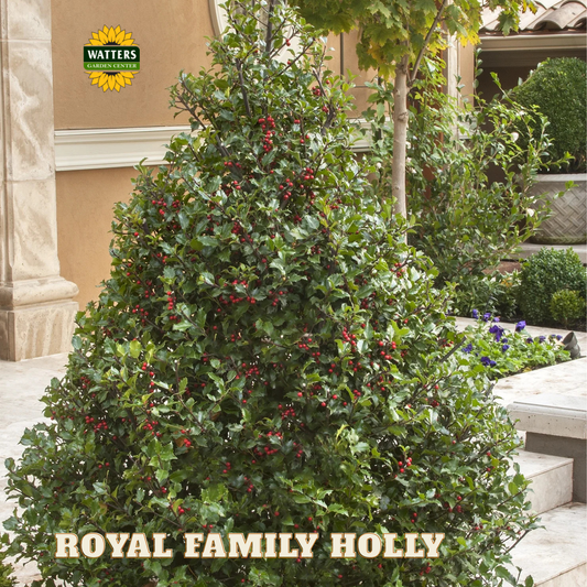 Royal Family Holly - 3 gal 15"