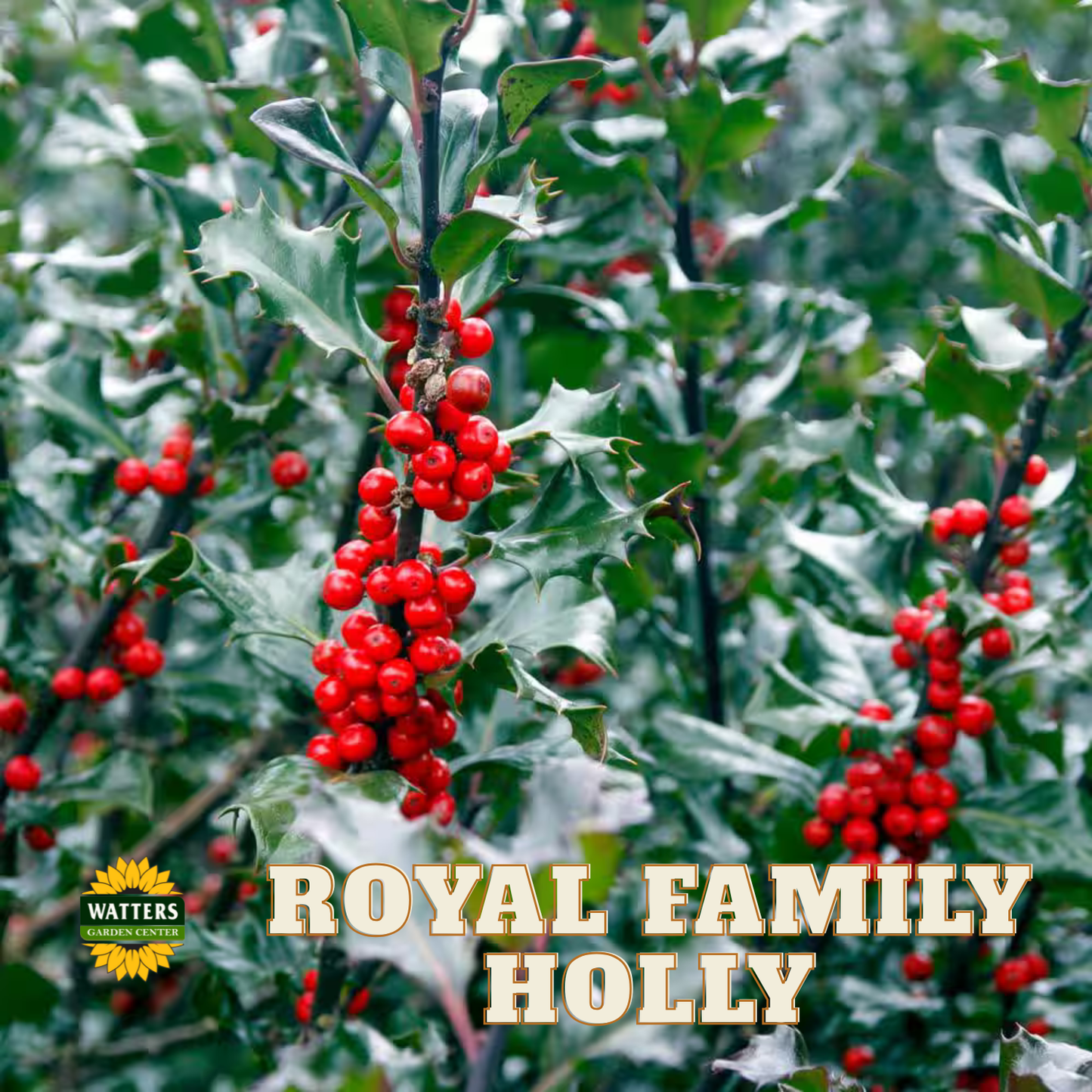 Royal Family Holly - 3 gal 15"
