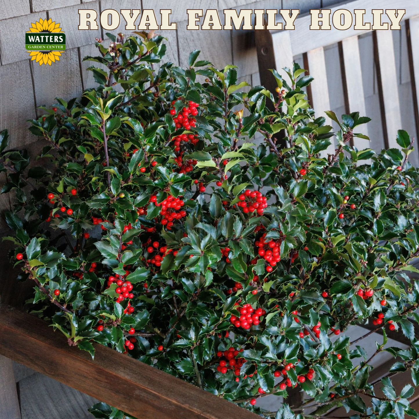 Royal Family Holly - 3 gal 15"
